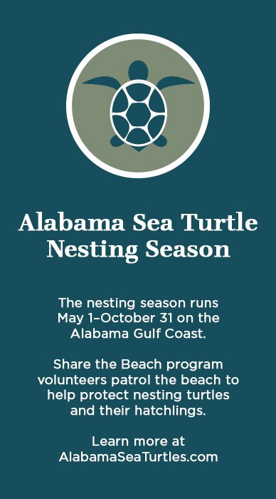 Turtle Nesting Banner