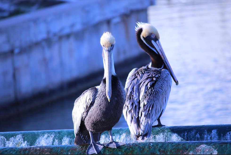 Pelican Photo.png