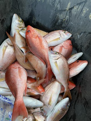 Fish On the Alabama Gulf Coast